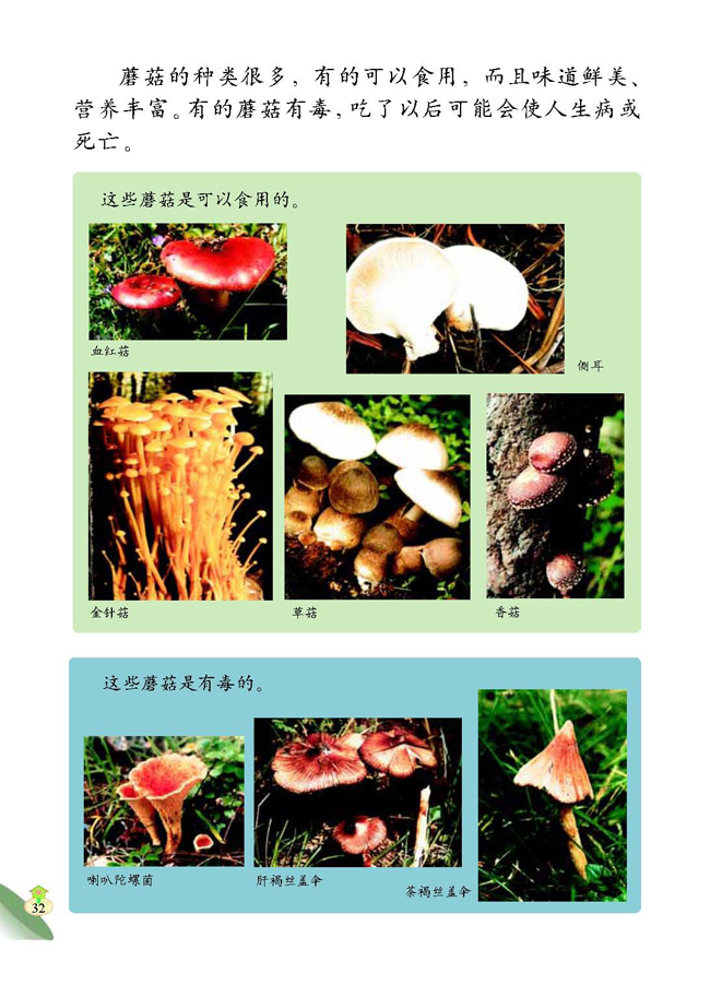 3 各种各样的蘑菇(第32页)