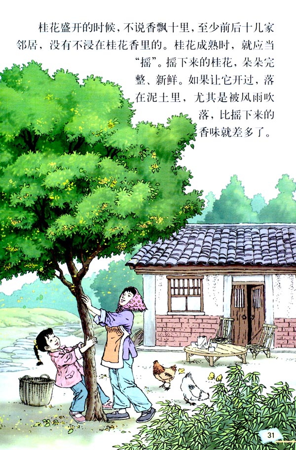 7* 桂花雨(第31页)