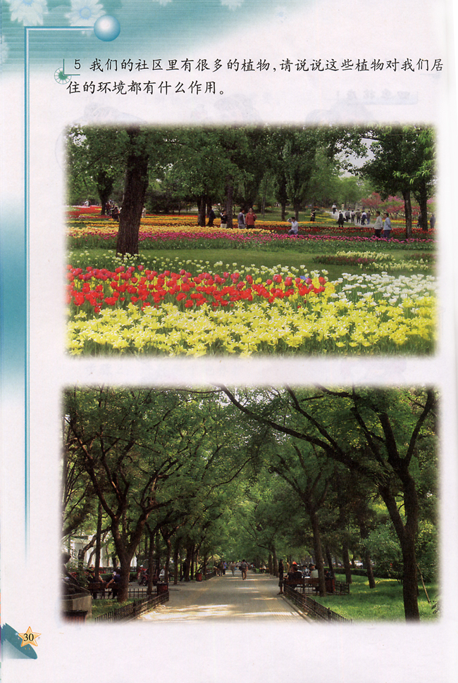 2 美化环境的植物(第30页)