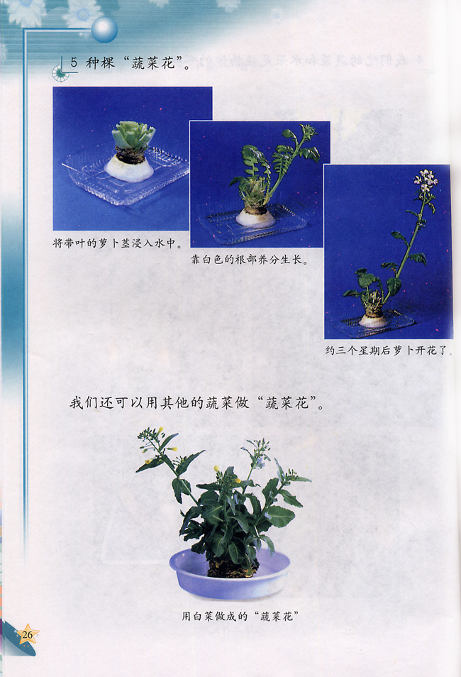 1 常吃的蔬菜和水果(第26页)