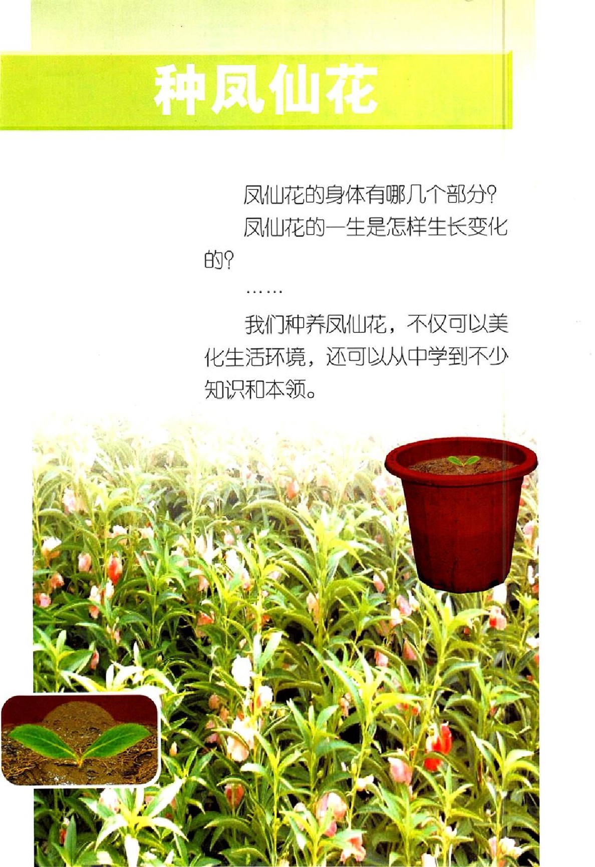 鄂教版三年级科学下册