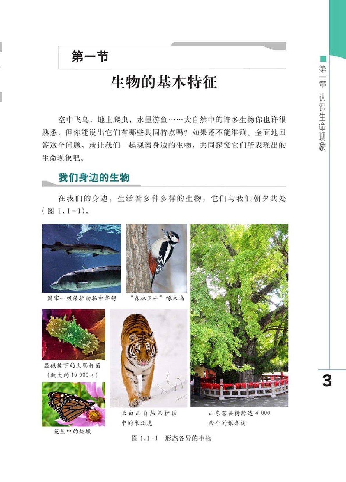 鲁教版济南七年级生物上册